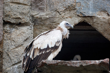 Himalayan vulture (Gyps himalayensis).