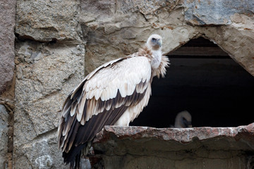 Himalayan vulture (Gyps himalayensis).