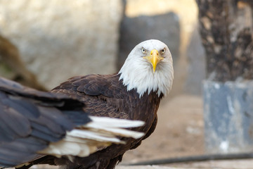 Bald Eagle (Haliaeetus leucocephalus).