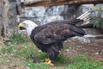 Bald Eagle (Haliaeetus leucocephalus).