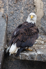Bald Eagle (Haliaeetus leucocephalus).