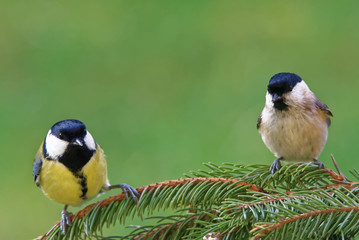 Great tit and marsh tit