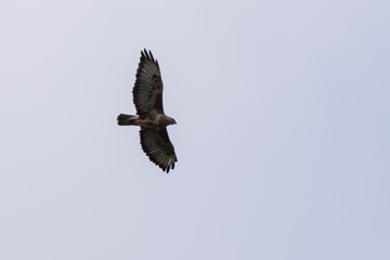 Common Buzzard (Buteo buteo).