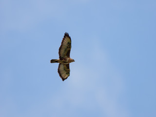 Common Buzzard (Buteo buteo).