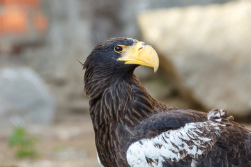 Steller's Sea-Eagle (Haliaeetus pelagicus).