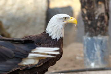 Bald Eagle (Haliaeetus leucocephalus).