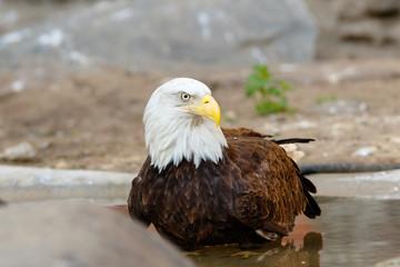 Bald Eagle (Haliaeetus leucocephalus).