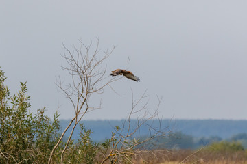 Common Buzzard (Buteo buteo).