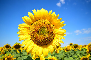 Fototapeta premium sunflower on background of blue sky