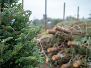 Stack of medium sized douglas fir Christmas trees cut down and sawed on a flatbed truck at market