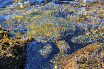 turtle head down eating in Hawaiian clear water rock pool
