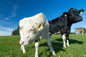 funny cow Portrait in the Allgaeu near Oberstaufen