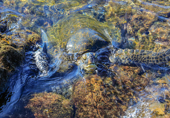 turtle with head up from rockpool 