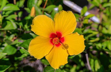 overhead single bright yellow hibiscus 