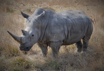 Obraz premium Rhinoceros