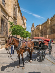 Fototapeta na wymiar Horse carriage next to the cathedral in Cordoba, Spain.