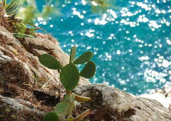 Green cactus plant by the sparkling blue  sea 