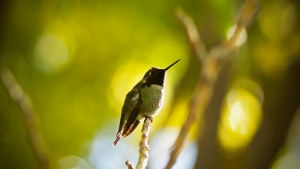 Close up of Green Hummingbird Looking Up 