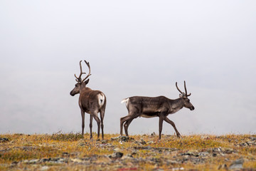 Obraz premium Caribous grazing on a ridge near Eagle Summit of the Steese Highway north-east of Fairbanks, Alaska