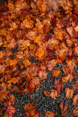Red and yellow dry autumn leaves background