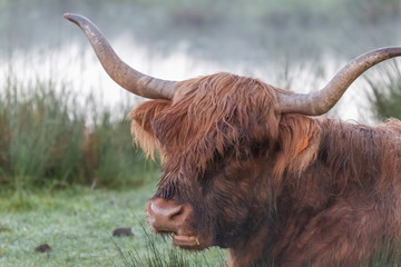 highland