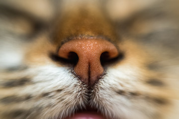 cat's nose