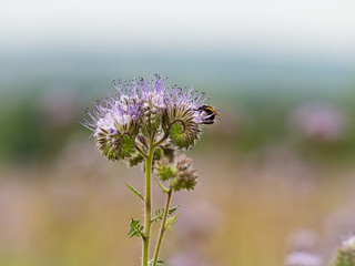 Scabiosa (pincushion) flower in bright bloom with bumblebee searching for nectar 