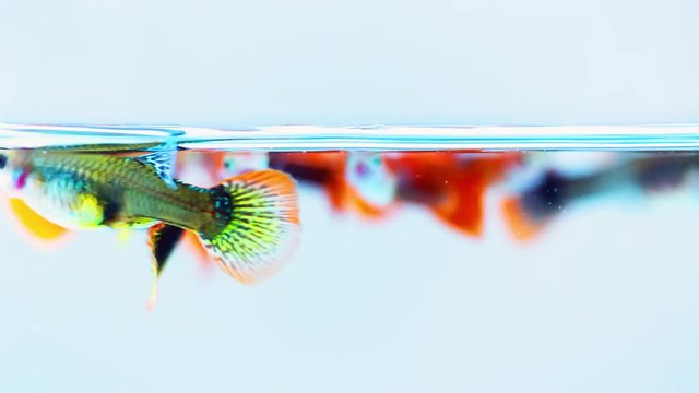 Group of attractive colorful guppy swimming, close up footage.