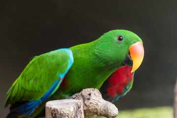 Edelpapagei (Australien) - Oberkörper