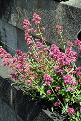 Ville de Mayenne, gerbe de fleurs mauves sortant d'un mur, département de la Mayenne, France