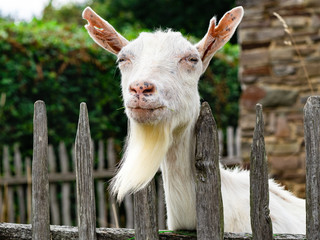 Happy white-bearded billy goat chewing on tasty fresh green grass