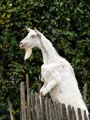 Happy white-bearded billy goat chewing on tasty fresh green grass