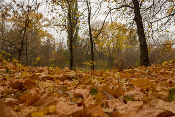 autumn in the city park