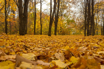 autumn in the city park