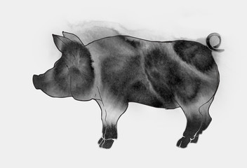 painted ink watercolor illustration, black pig, boar on white background.