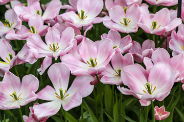 large pink flowers growing in rows on green background