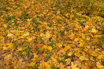 autumn in the city park