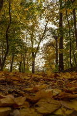 autumn in the city park