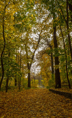 autumn in the city park