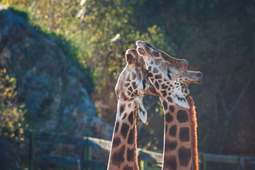 Two giraffes kissing