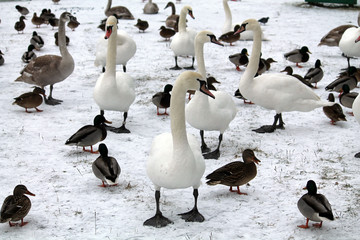 Mass of mallards (Anas platyrhynchos) and Mute swans (Cygnus olor) wintering in city. Krynica Reservoir, Minsk, Belarus © kazakovmaksim