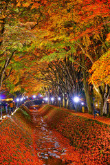 Night display of the colorful trees in autumn at Fujikawaguchiko next to Lake Kawaguchi in Japan.