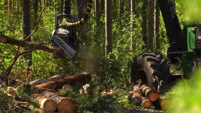 Forestry equipment making deforestation coniferous forest. Logging industry. Feather delimbing bucking machines (harvesters). Felling trees, cutting knots and swathing whips for different assortments.