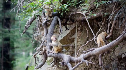 Naklejka na ściany i meble Baby Monkey Looking at Camera in Forest in Dharamshala, Himachal Pradesh, India