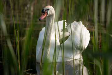 swan in the lake closeup © MexChriss