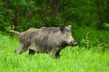 Wild Boar (Sus scrofa) on the meadow