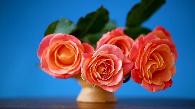 bouquet of beautiful pink roses isolated on blue