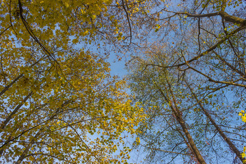 autumn in the park