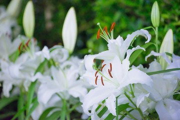 Fototapeta premium White lilly in the garden,Lily joop flowers,Lilium oriental joop,spring flower.