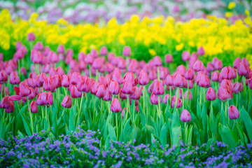 Colorful tulips in the flower garden,Tulip field.